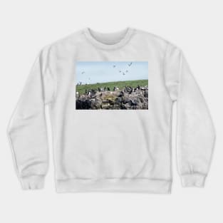 Puffins colony on the Farne islands, Northumberland, UK Crewneck Sweatshirt